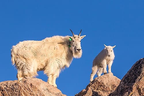 Colorado-Mt Evans Mountain goat nanny and kid atop rock Art Print by Jaynes Gallery